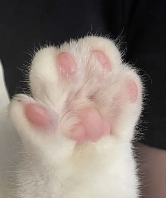 美足