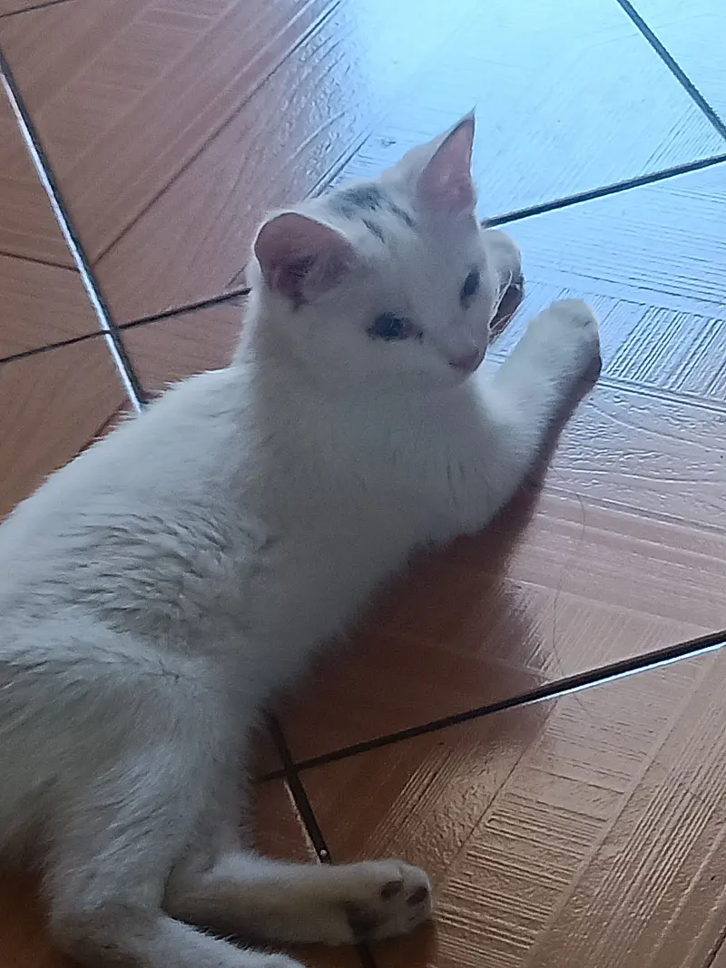 猫猫