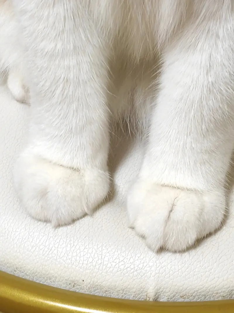美足