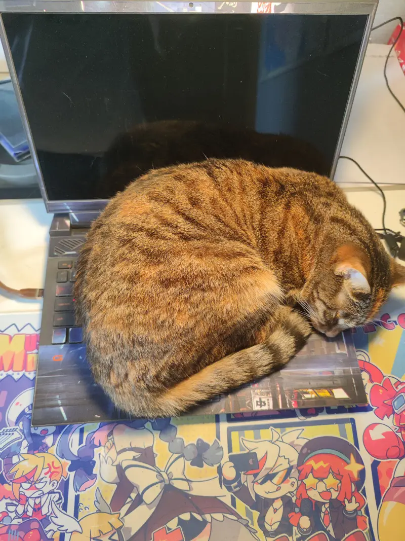 电脑太久没用都长猫了