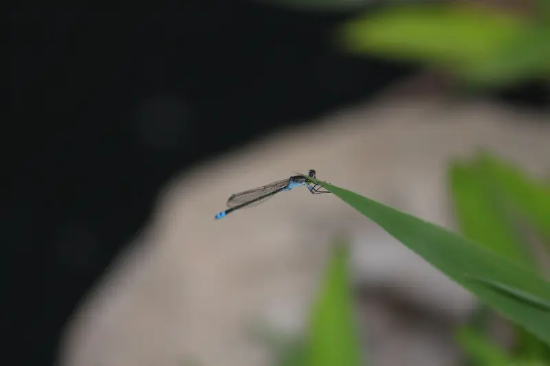 蜻蜓,北京