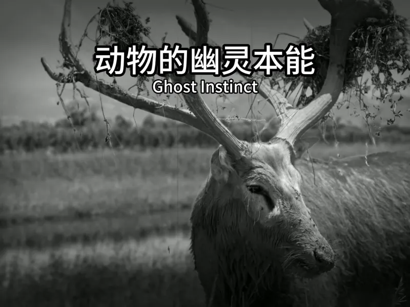 五种动物进化出了不符合当地生态环境的技能 五种动物进化出了不符合当地生态环境的技能