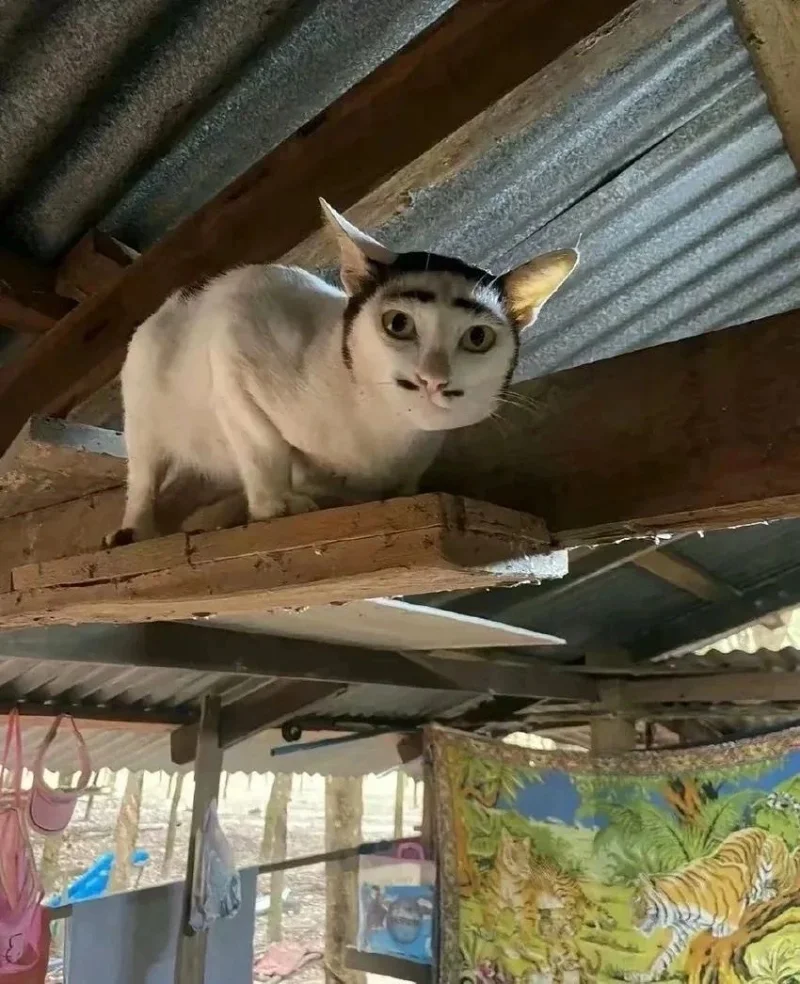 猫