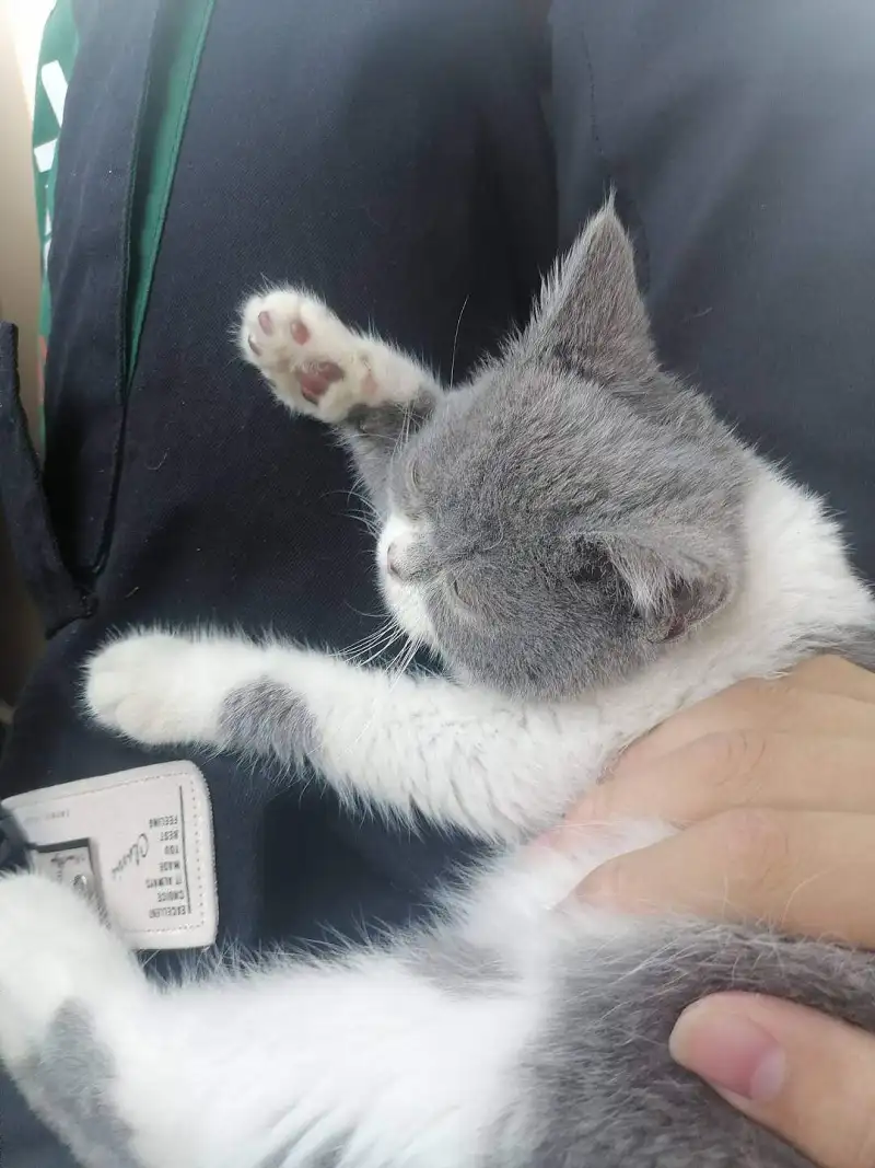 用户交流,御主,猫猫