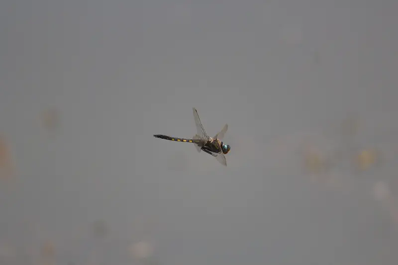蜻蜓,北京