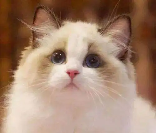 自设