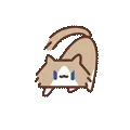 表情包,月薪喵,猫咪表情包,猫meme,哈基米