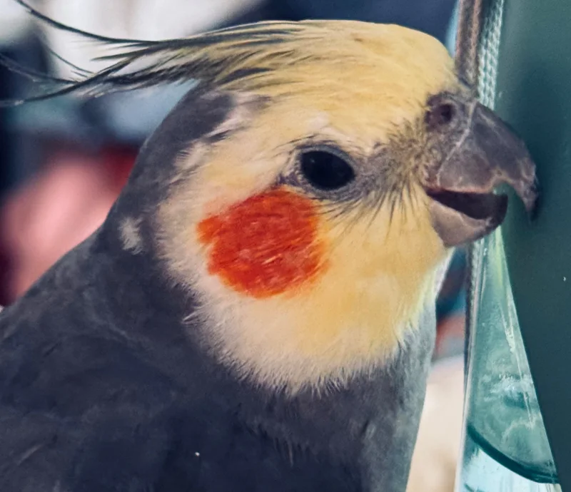 一只，呃，嗯的鹦鹉喵