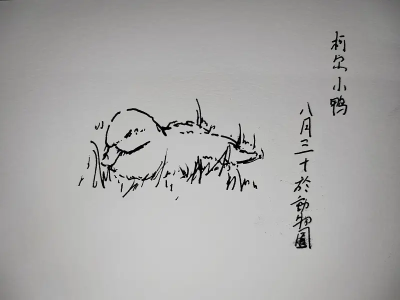 想不到我也会有跑到动物园写生的一天