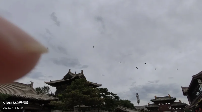 应县木塔景区麻雁真的多（导游说了是麻雁，网上查了其实是北京雨燕/楼燕的俗称）