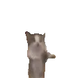 动图,GIF,meme