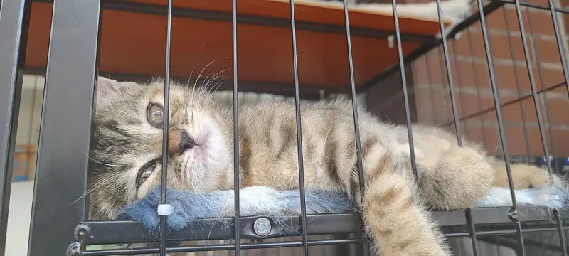 闲聊茶馆,猫猫,猫,猫猫猫