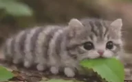 貓貓蟲