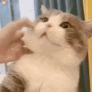 从B站来的来报道啦
