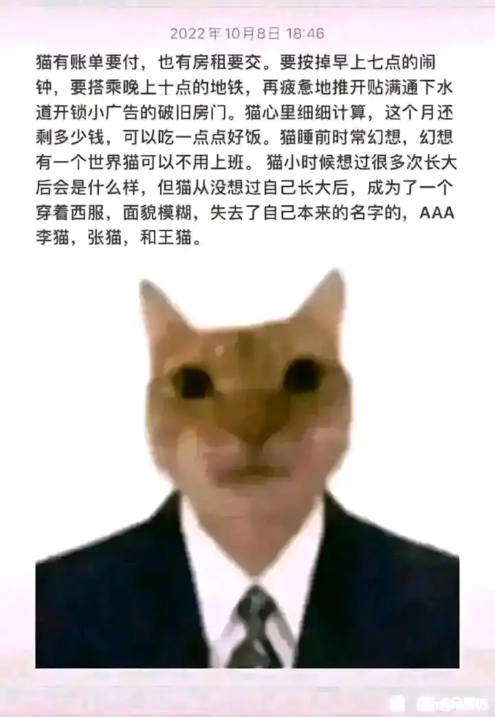 猫,文学,meme图,合集,温馨,治愈