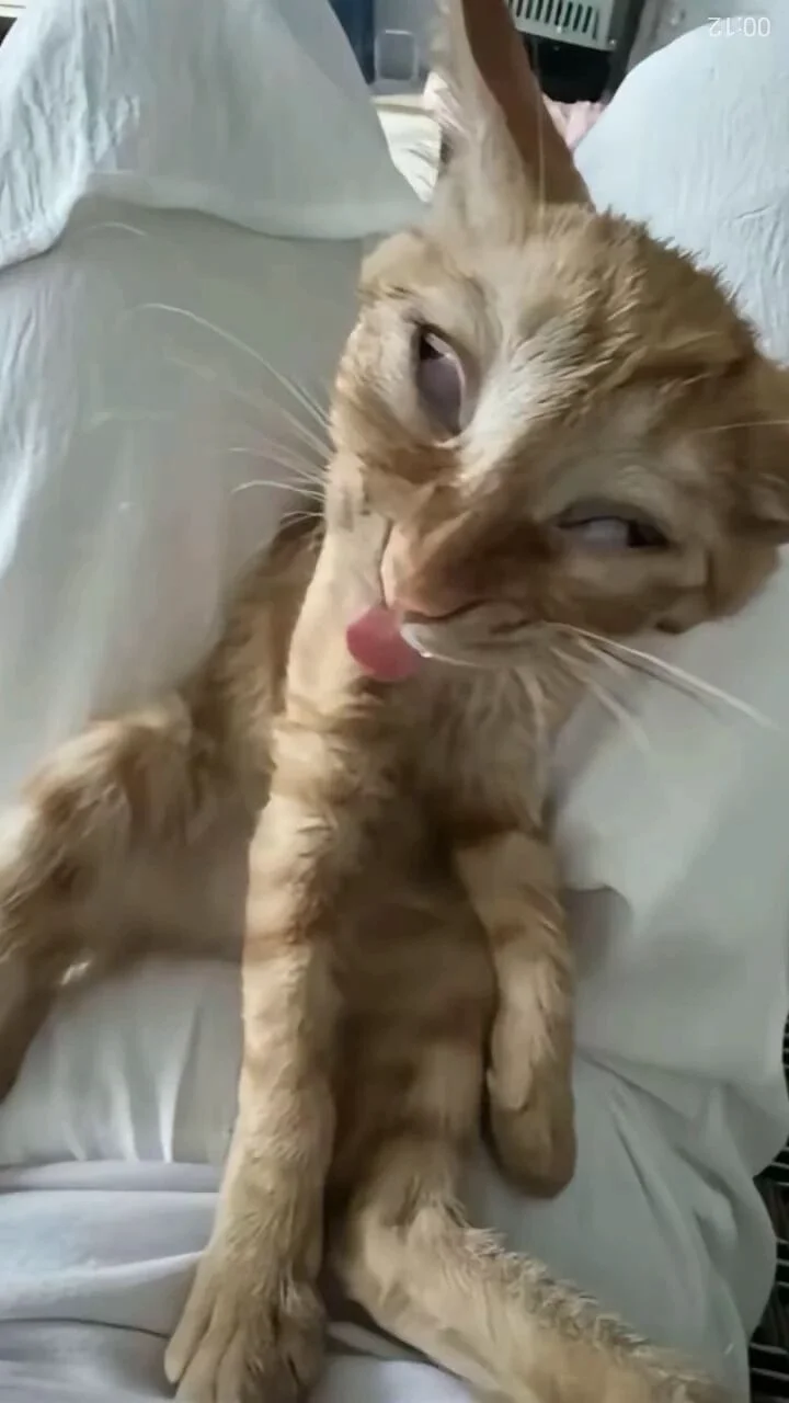 猫