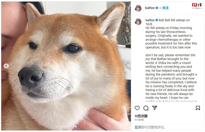 悲报,CHEEMS,柴犬
