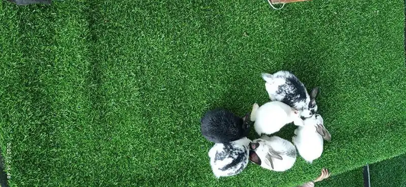 闲聊茶馆,你至少使用一个话题