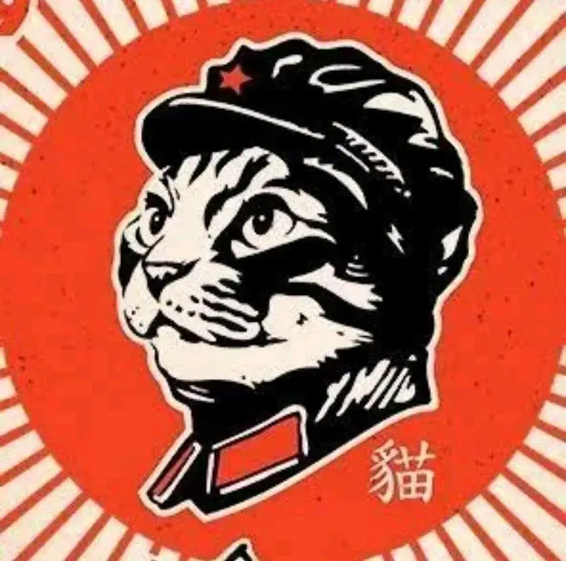 一个普通的猫