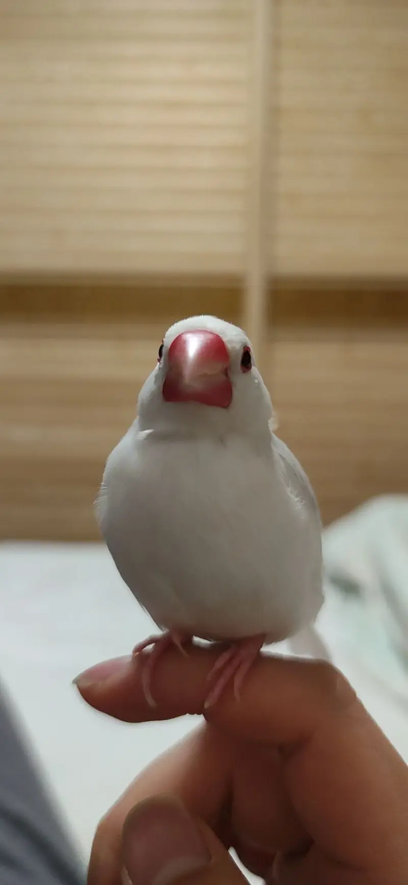 《蓝桉森林味与半块青鹧泪水巧克力》