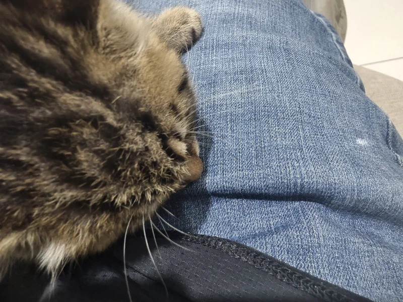 小猫老弟 小猫老弟