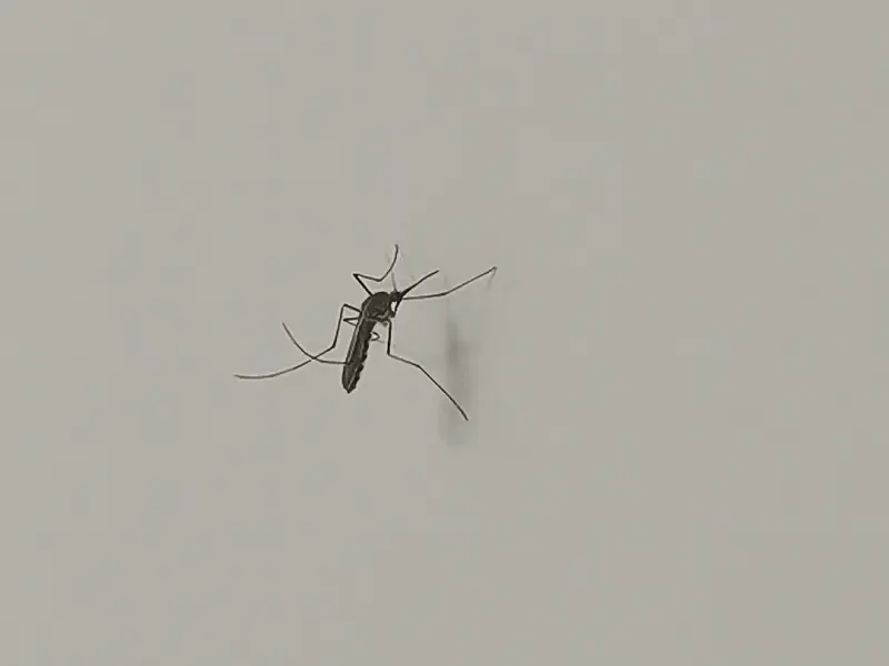 《夏》