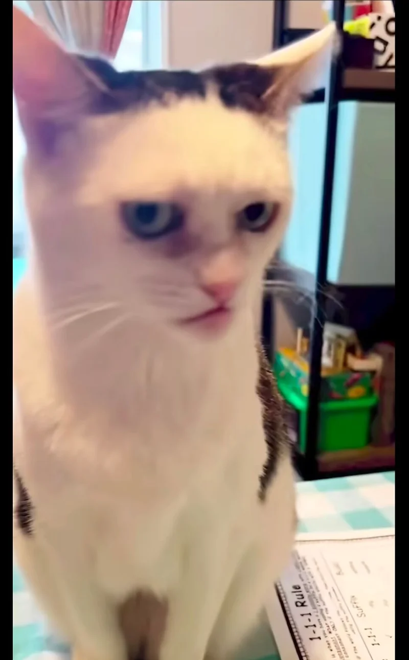 猫