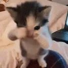 梗图,meme,动图,GIF