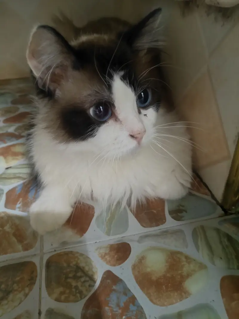 猫！