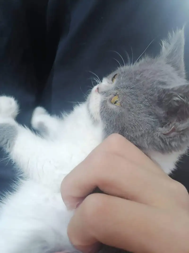 用户交流,御主,猫猫