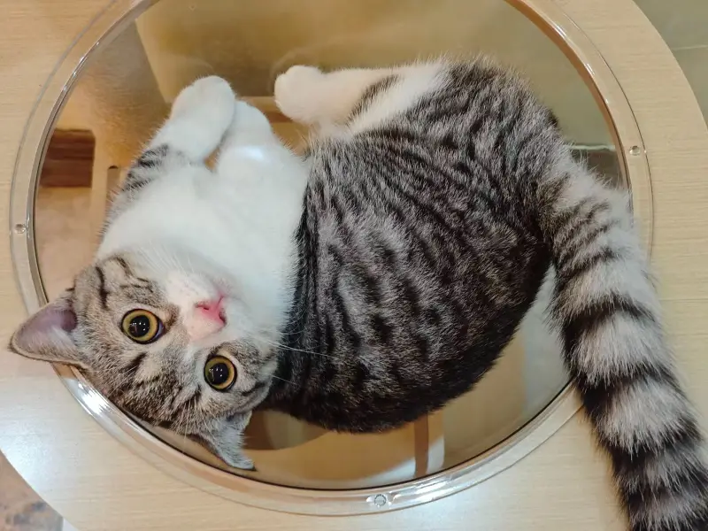 猫猫,喵喵喵