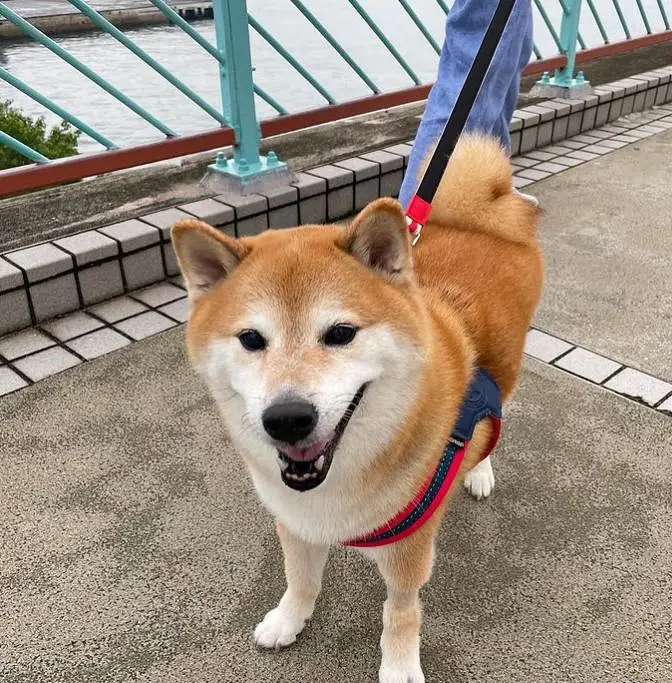 悲报,CHEEMS,柴犬