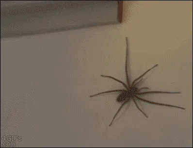 动图,GIF,meme