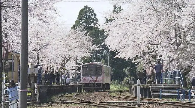 【NHK纪录片】纪实72小时 樱花盛开的无人站