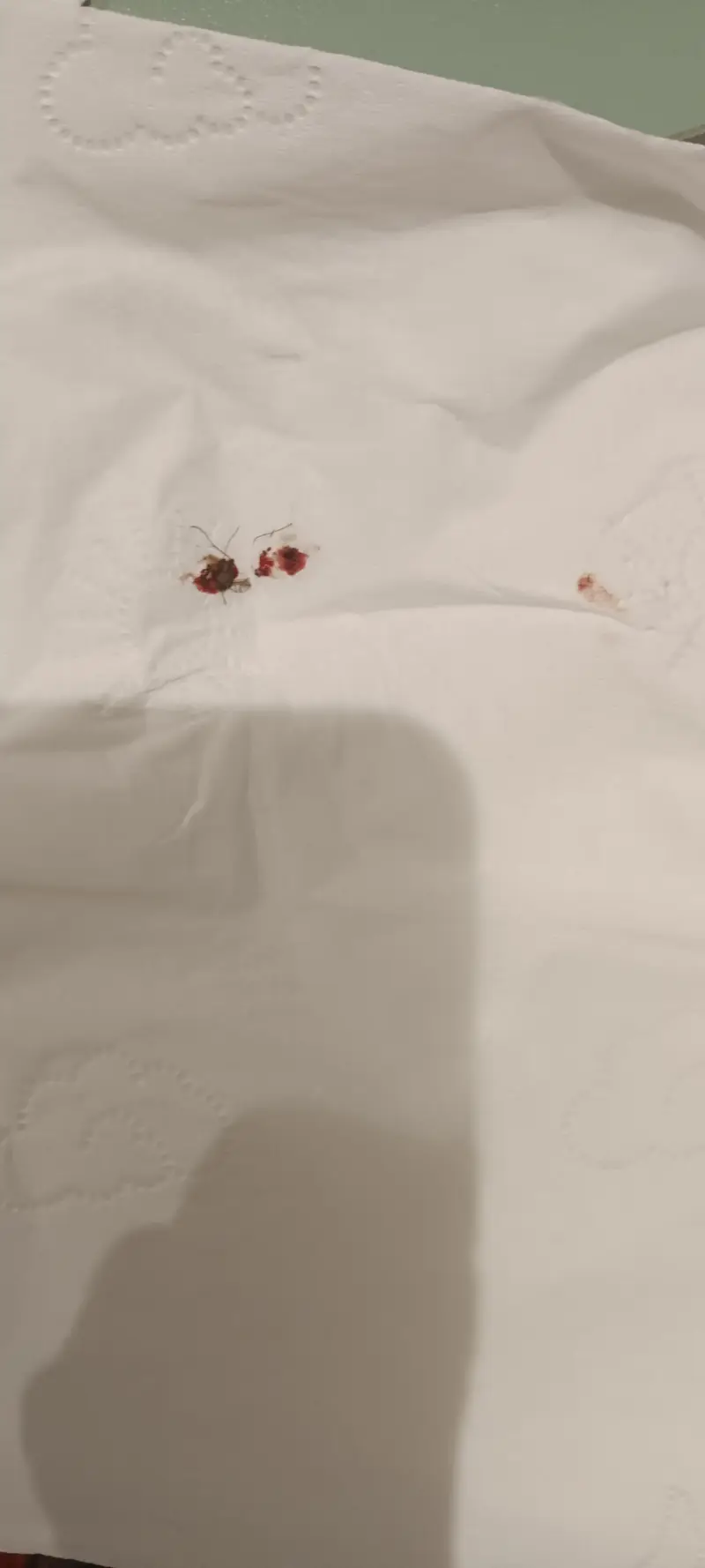 关于超高校级的吸血蚊子处刑