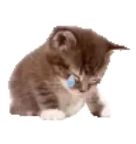 NSK协会,高考加油,猫meme