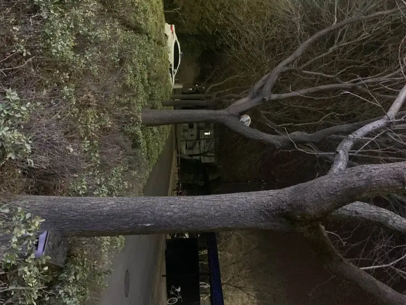 猫猫