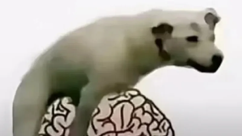 动图,GIF,meme
