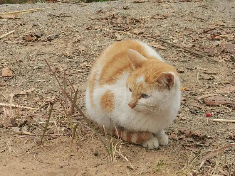 闲聊茶馆,宠物