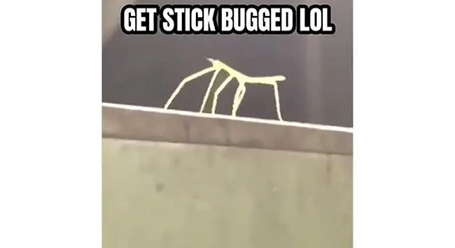 Get Stick Bug LoL(竹节虫)