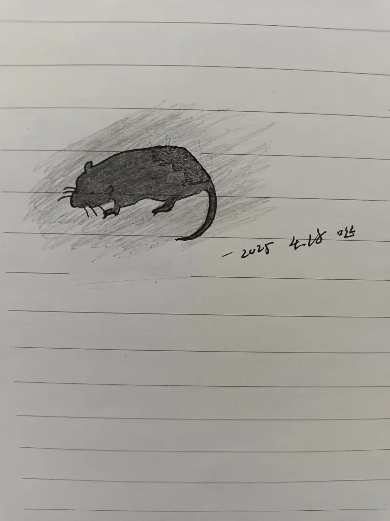 老鼠