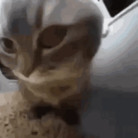 动图,GIF,meme