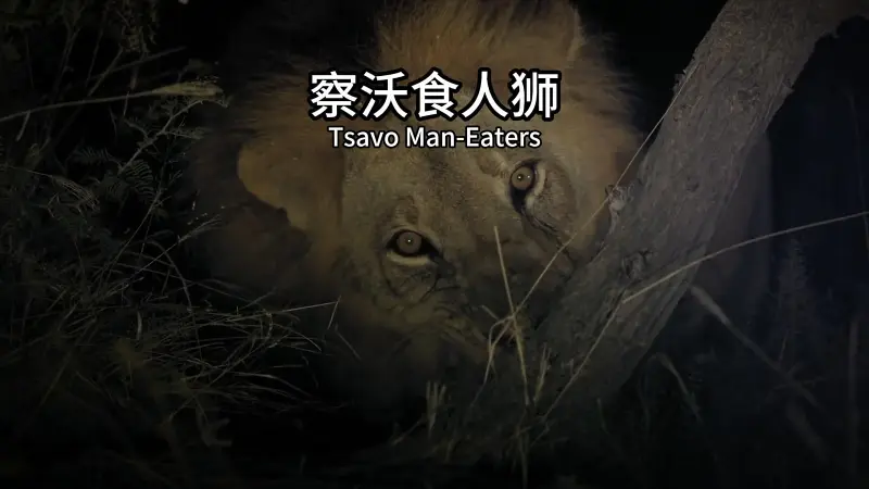 深度还原察沃食人狮全过程