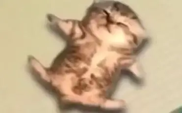 喵喵好熱
