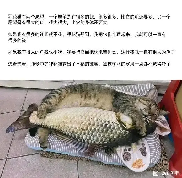 猫,文学,meme图,合集,温馨,治愈
