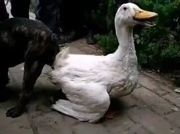 斗?犬