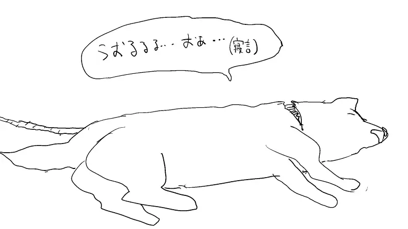 浣熊