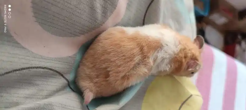 M站美图,色图,FURRY