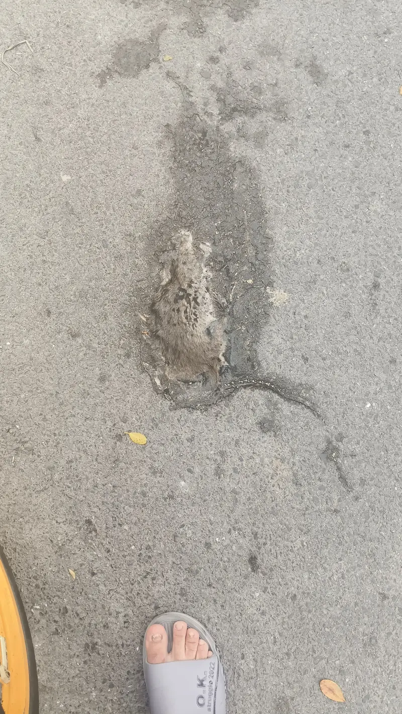 鼠片~