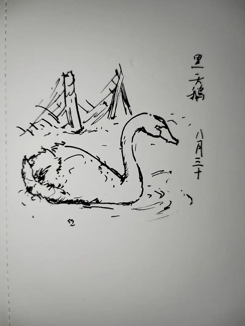动物,钢笔画,写生